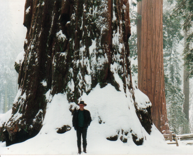 gr&ouml;&szlig;te Baum der Welt