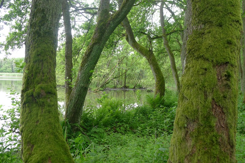 Kurische Nehrung Chayka See