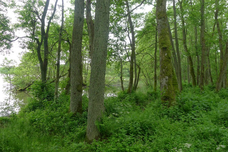 Kurische Nehrung Chayka See