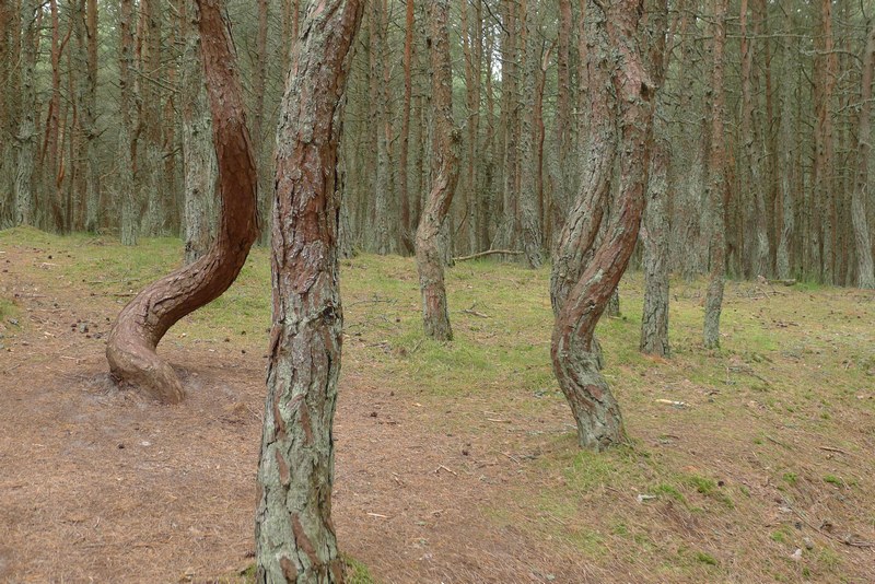 Kurische Nehrung "Betrunkener Wald"