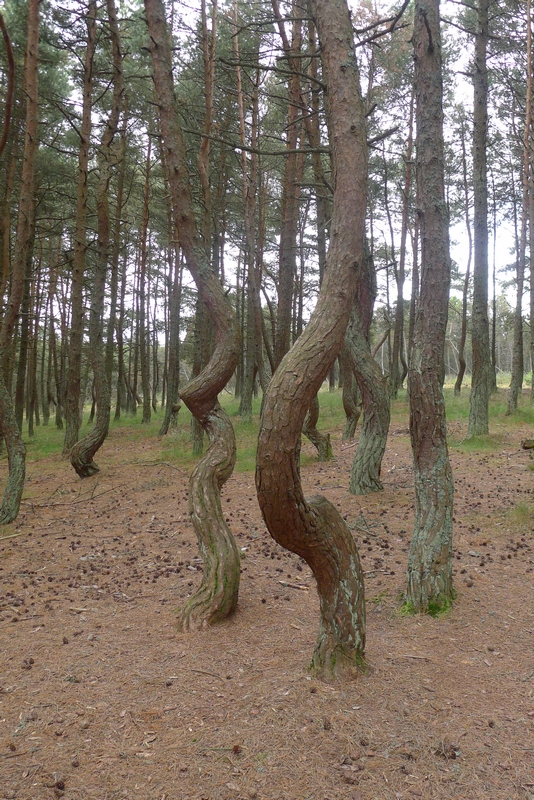 Kurische Nehrung "Betrunkener Wald"
