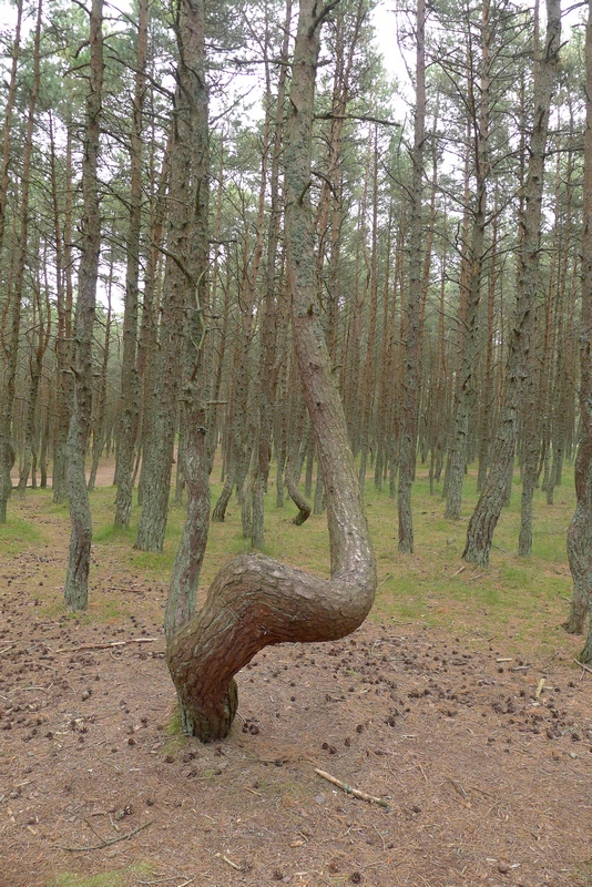 Kurische Nehrung "Betrunkener Wald"