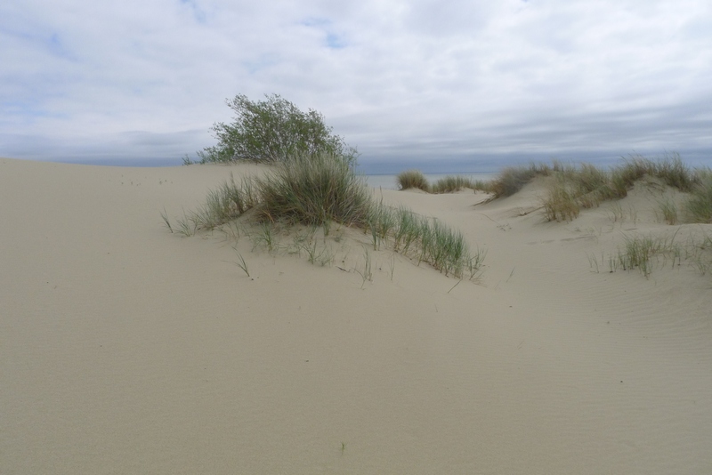 Kurische Nehrung / Haff : Dünen