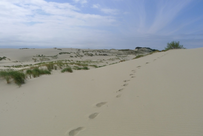 Kurische Nehrung / Haff : Dünen
