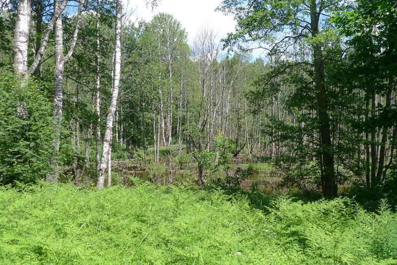 Naturpark Vishtynetsky виштынецкий