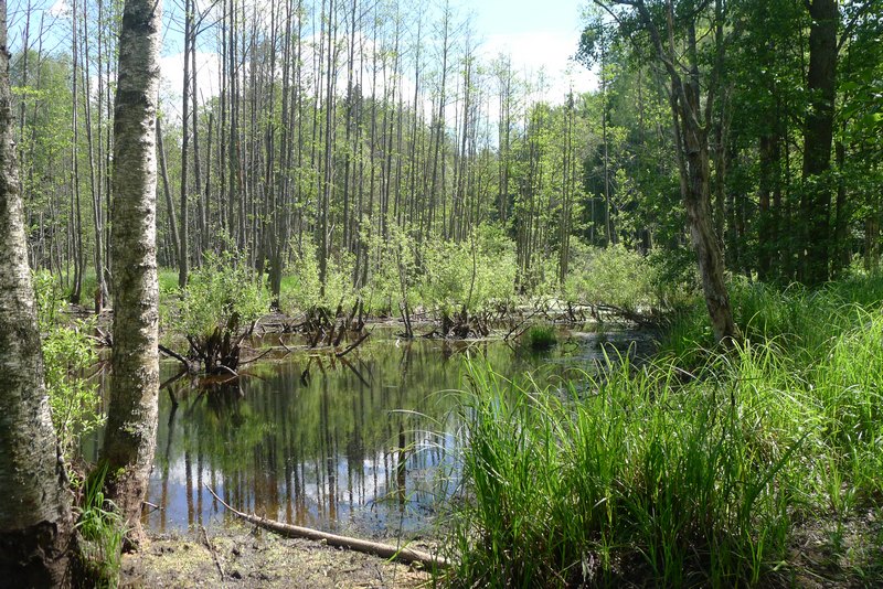 Naturpark Vishtynetsky виштынецкий